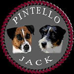 Allevamento Cuccioli Jack Russell