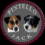 Allevamento Jack Russell