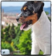 Jack Russell Allevamenti