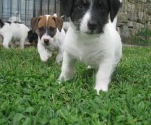 Jack Russell Allevamenti