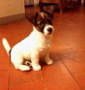 Jack Russell Allevamenti