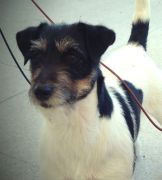 Jack Russell Allevamenti