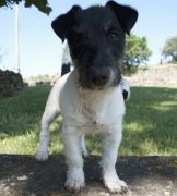 Jack Russell Allevamenti