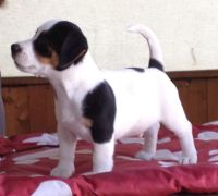 Jack Russell Allevamenti