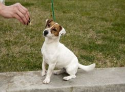 Jack Russell Allevamenti