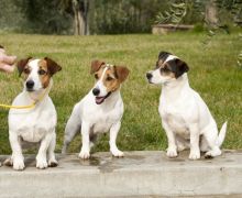 Jack Russell Allevamenti