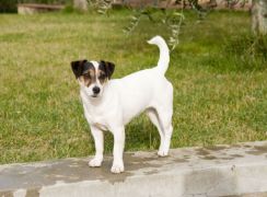 Jack Russell Allevamenti