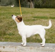 Jack Russell Allevamenti