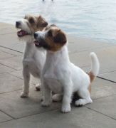 Jack Russell Allevamenti