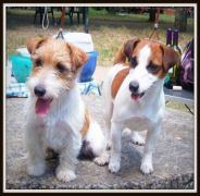 Jack Russell Allevamenti