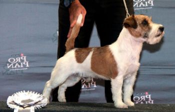 Allevamento Jack Russell