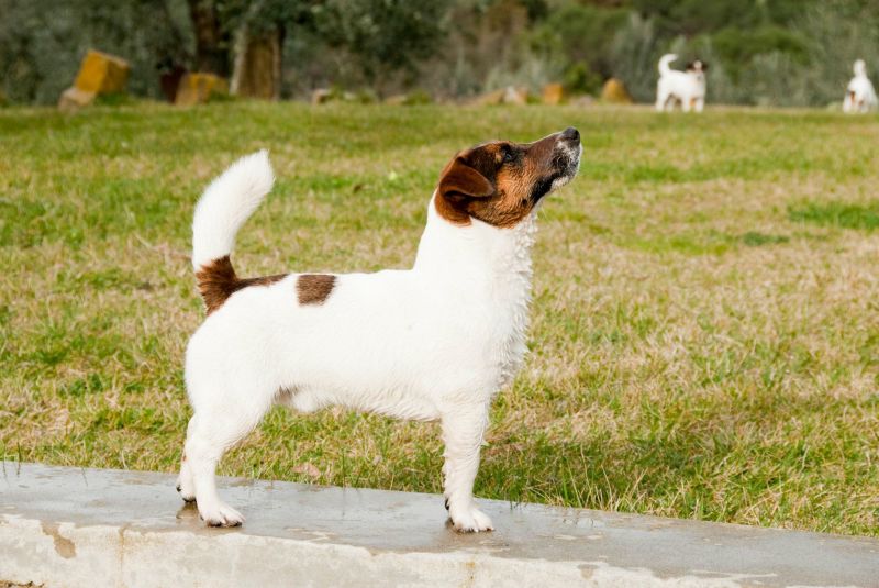 Allevamento Jack Russell