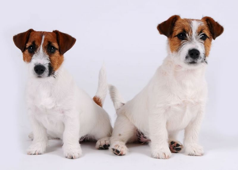 Allevamento Jack Russell