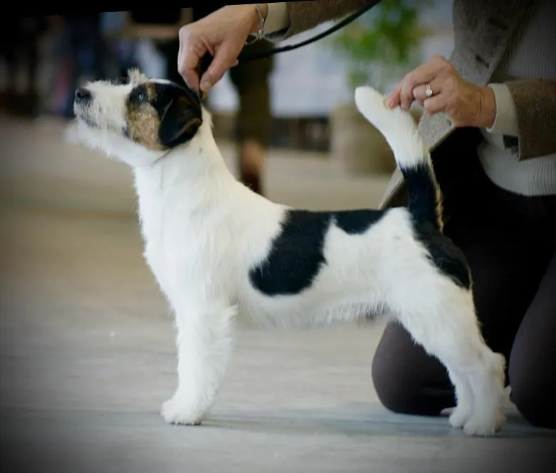 Allevamento Jack Russell Toscana