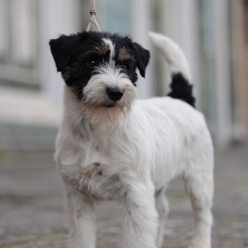 Allevamento Jack Russell Toscana