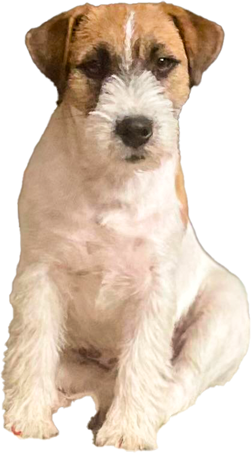 Allevamento Jack Russell Toscana